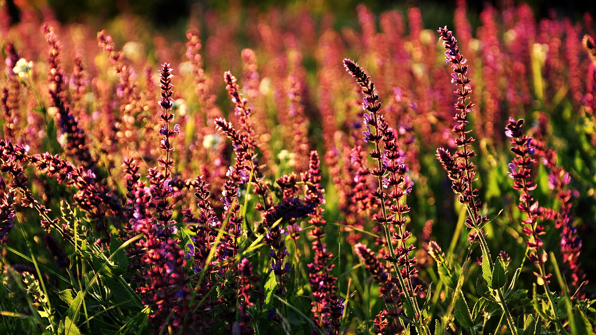 T1赛季MVP候选名单中多名选手,t1战队夺冠