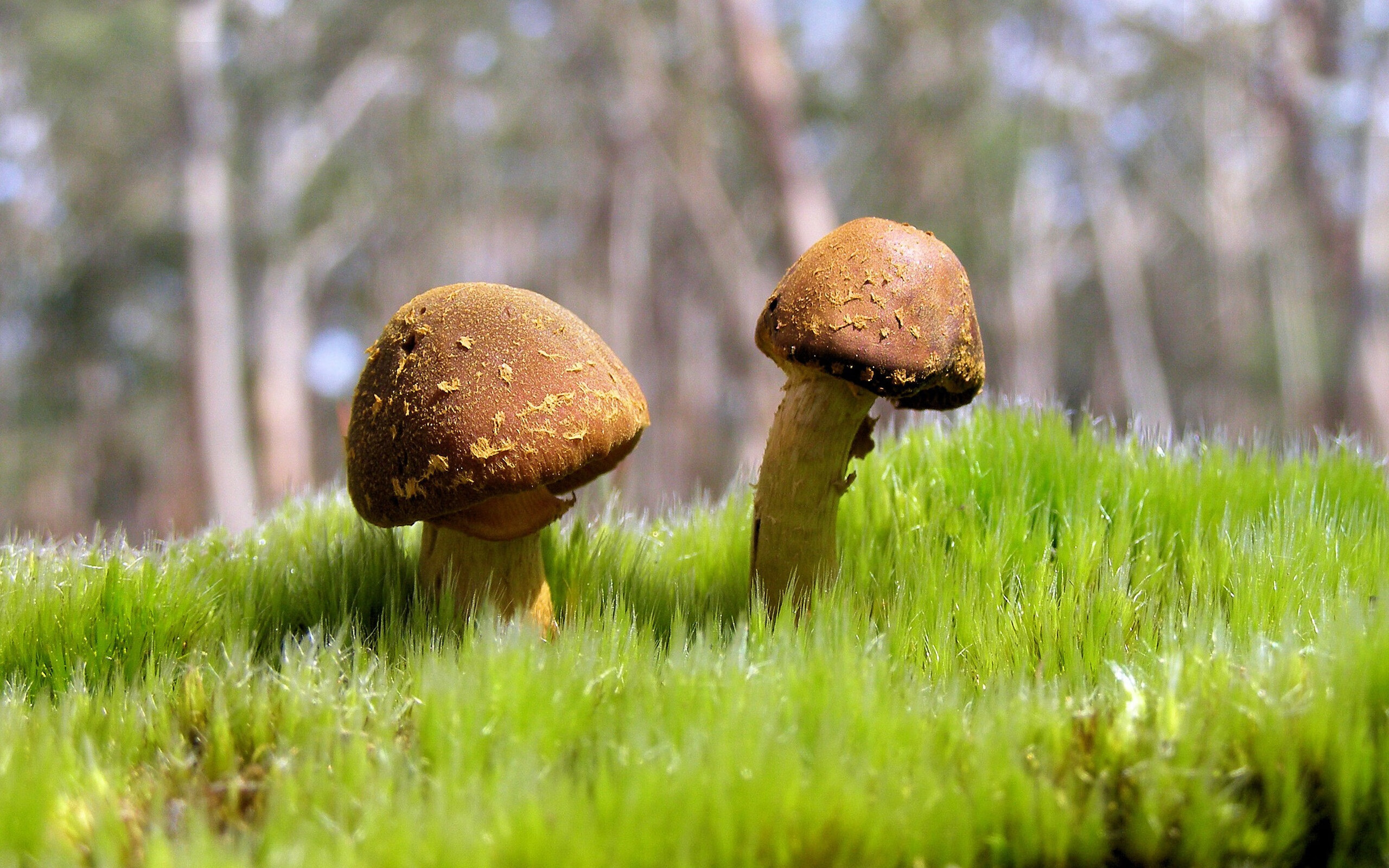 开云官网-利物浦在英联杯中展现坚固防守，利物浦 英联杯