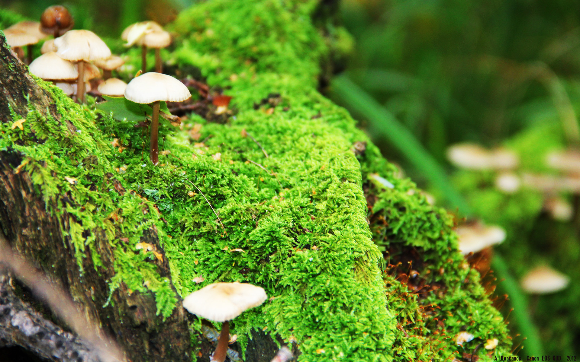 摩南哥遭遇比分惨败,球队表现不佳,摩纳哥老板直言不会阻碍球员转会曼联!