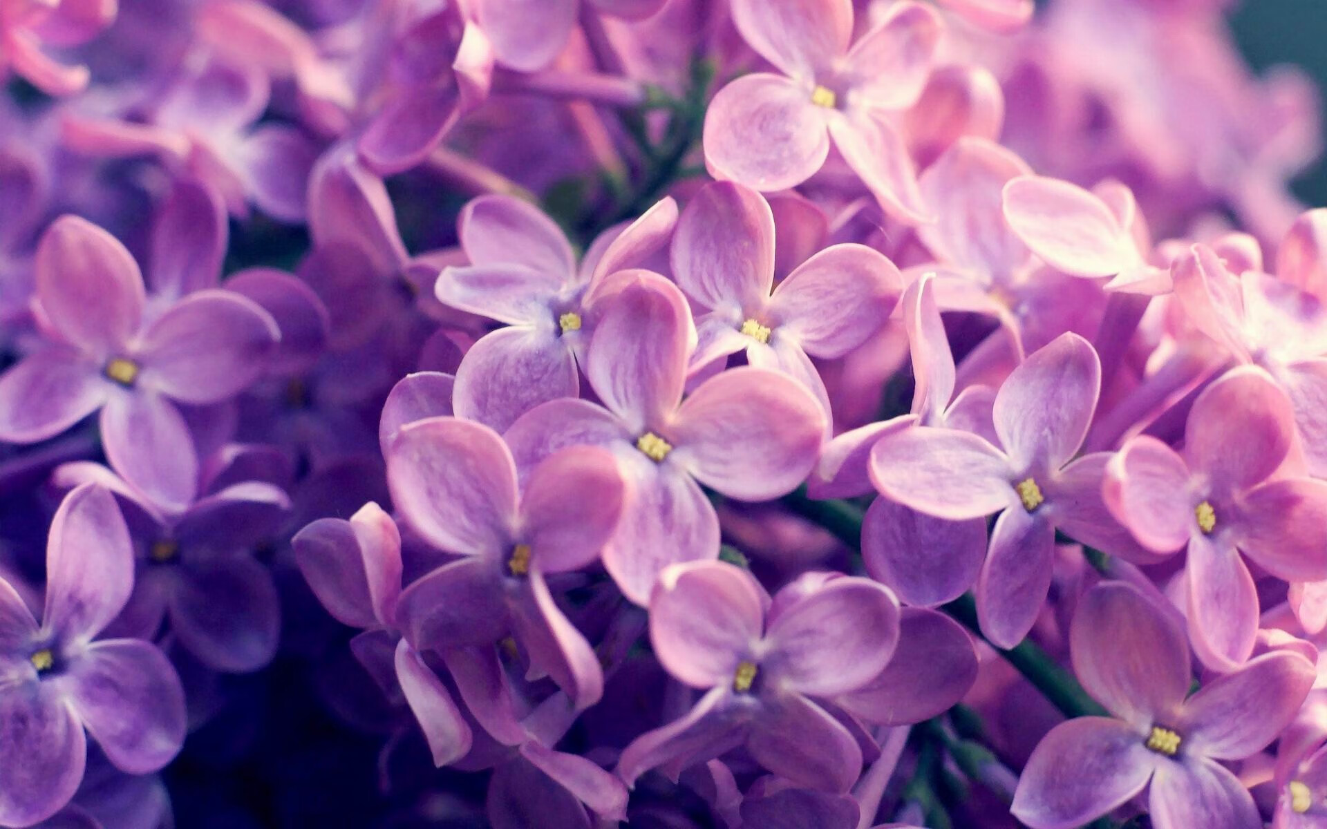 森林狼年轻球员持续稳定输出，森林狼现在的球员