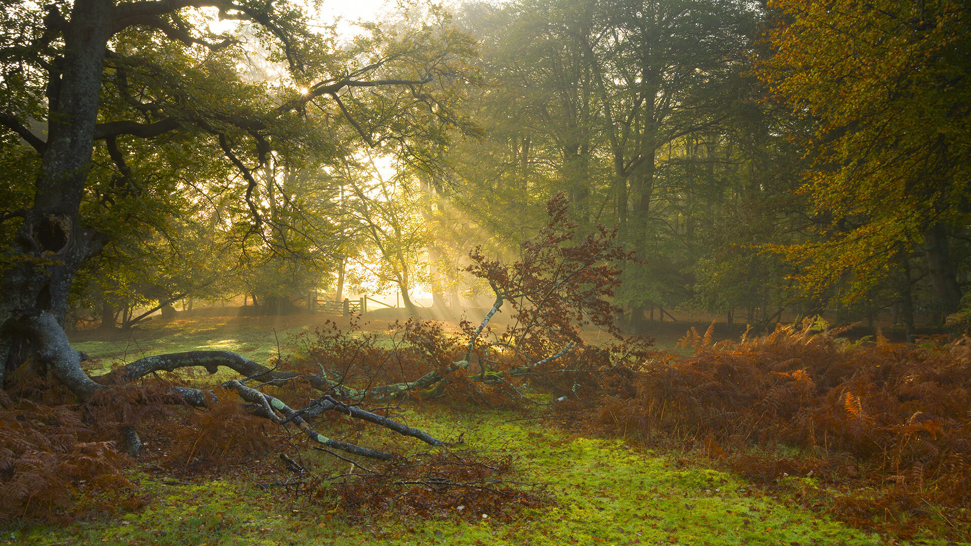 德国队迎战国际乒联混合团体世界杯:赛制影响及战术策略,德国乒乓球赛程