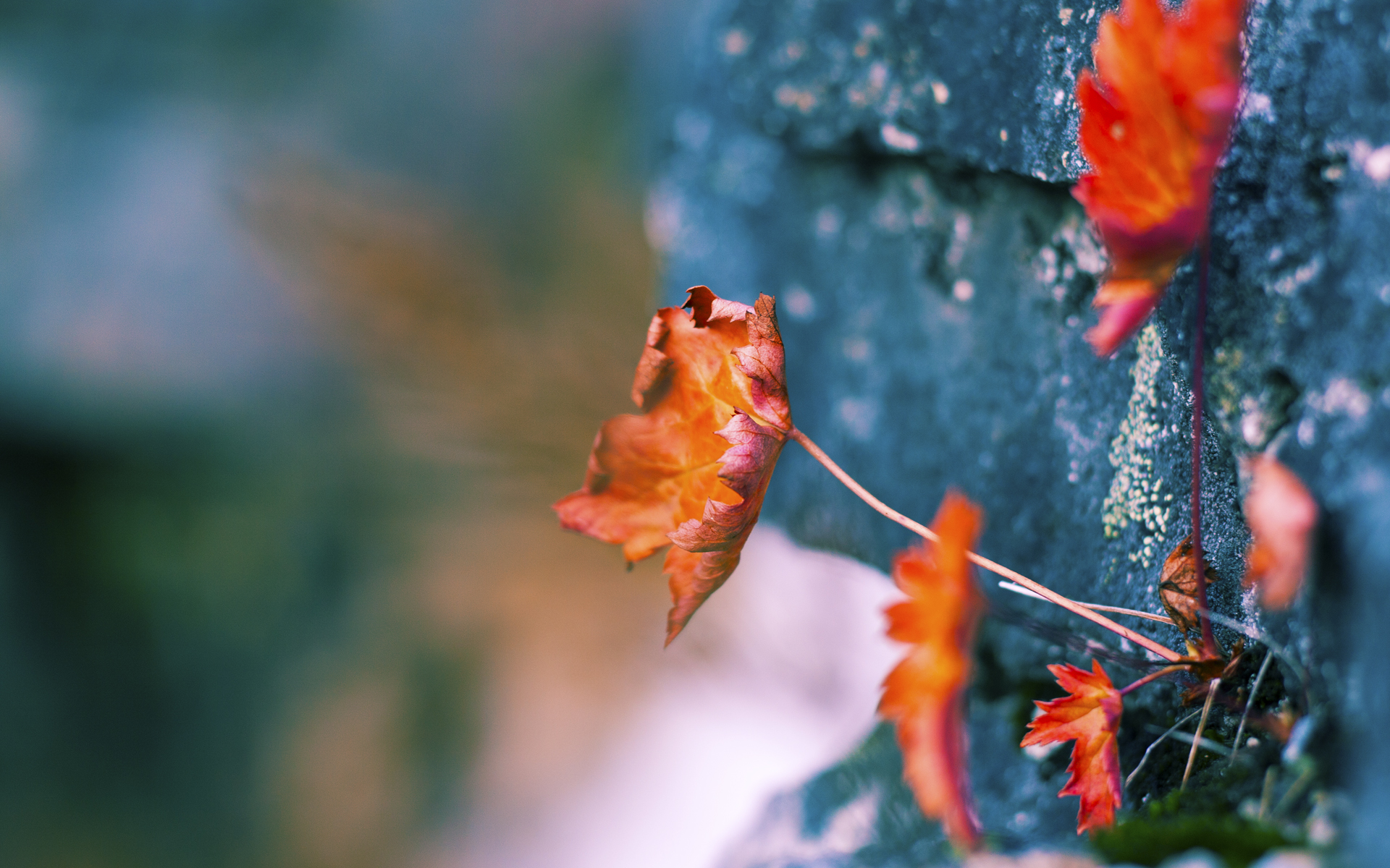 幕后故事揭示拼搏真谛,幕后故事揭示拼搏真谛的句子